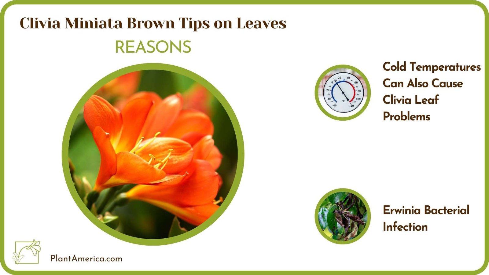 Solutions Of Clivia Miniata Brown Tips on Leaves Plant America