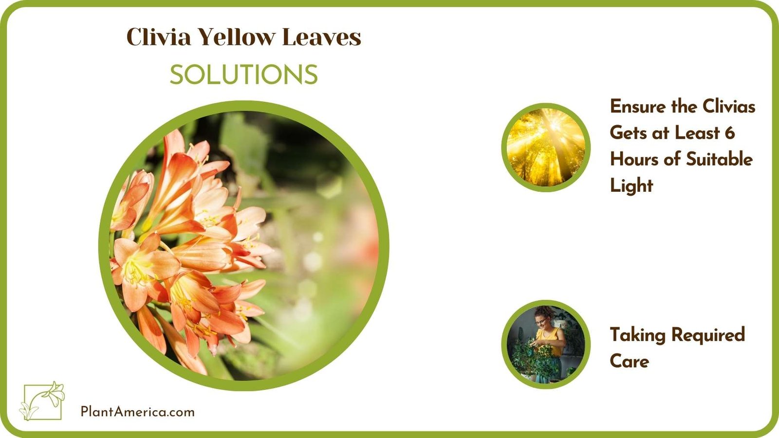 Solutions Of Clivia Yellow Leaves Plant America