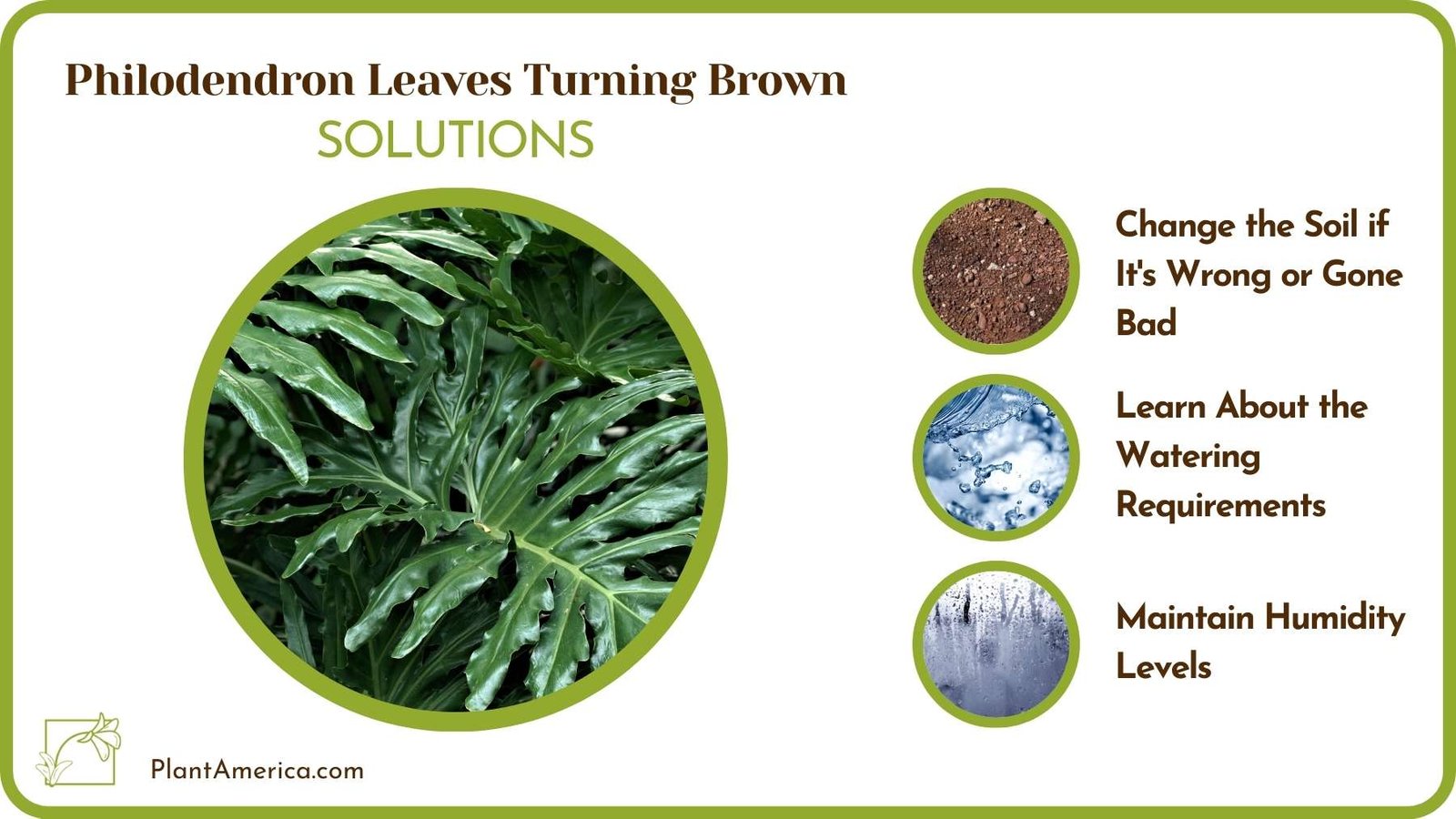 Solutions Of Philodendron Leaves Turning Brown Plant America