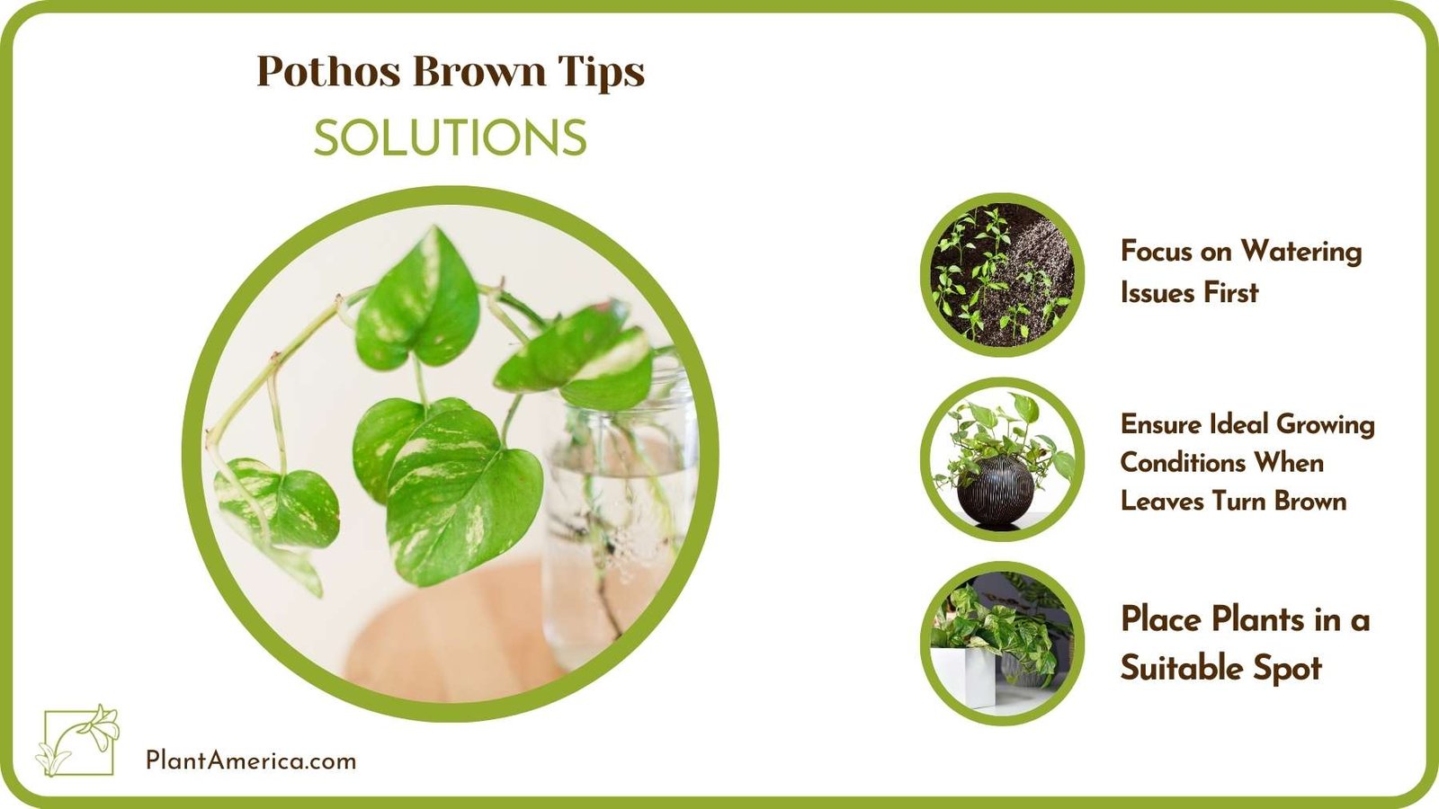 Solutions Pothos Brown Tips Plant America