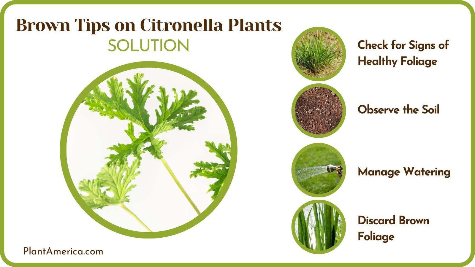 Solutions of Brown Tips on Citronella Plants Plant America