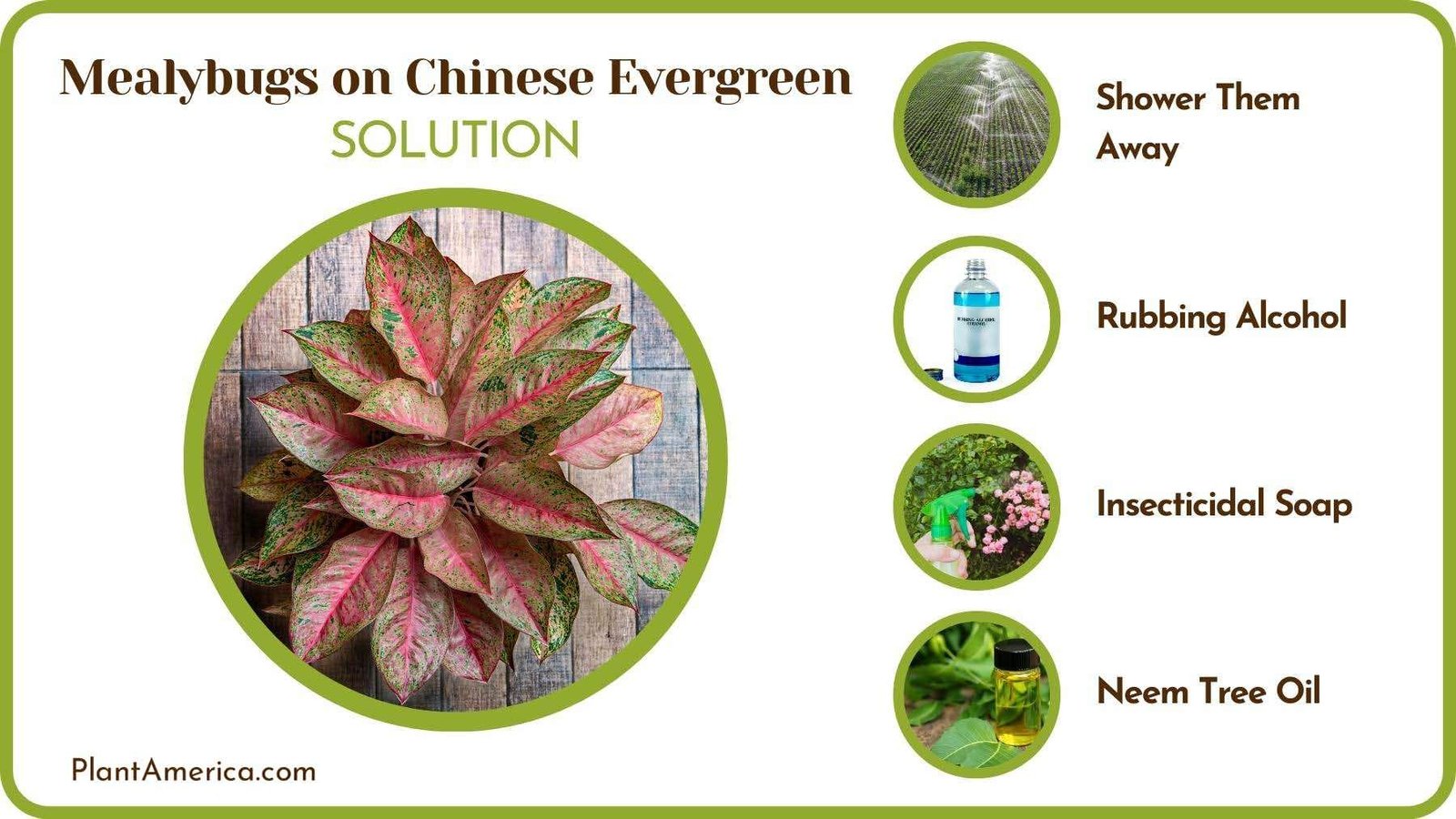 Solutions of Mealybugs on Chinese Evergreen Plant America Solutions of Mealybugs on Chinese Evergreen Plant America