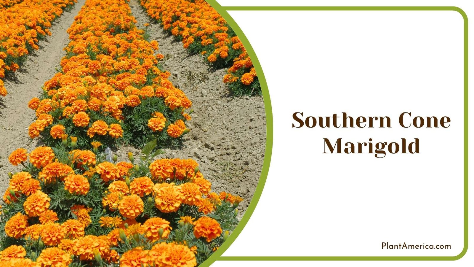 Southern Cone Marigold Plant America