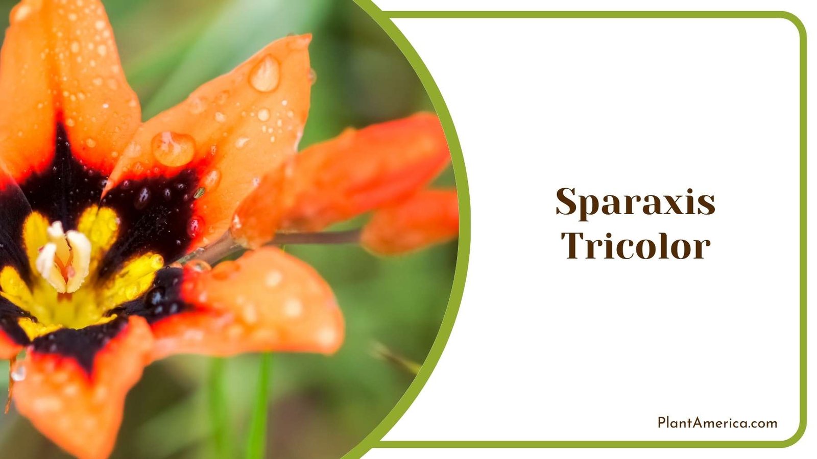 Sparaxis Tricolor With Drops Of Water On It Plant America