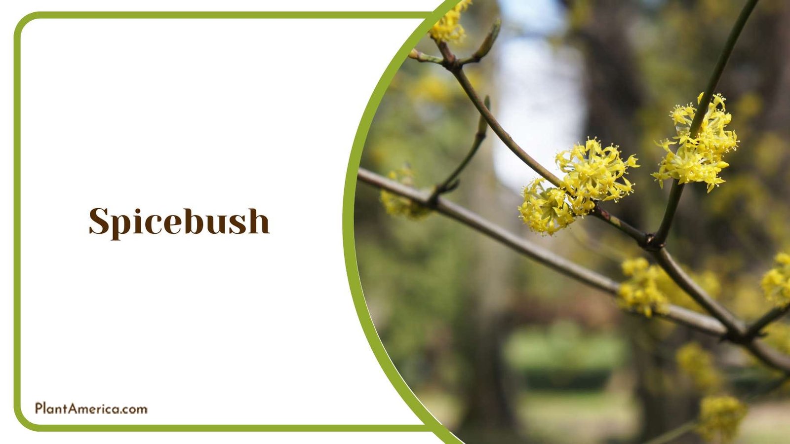 Spicebush Branches Plant America