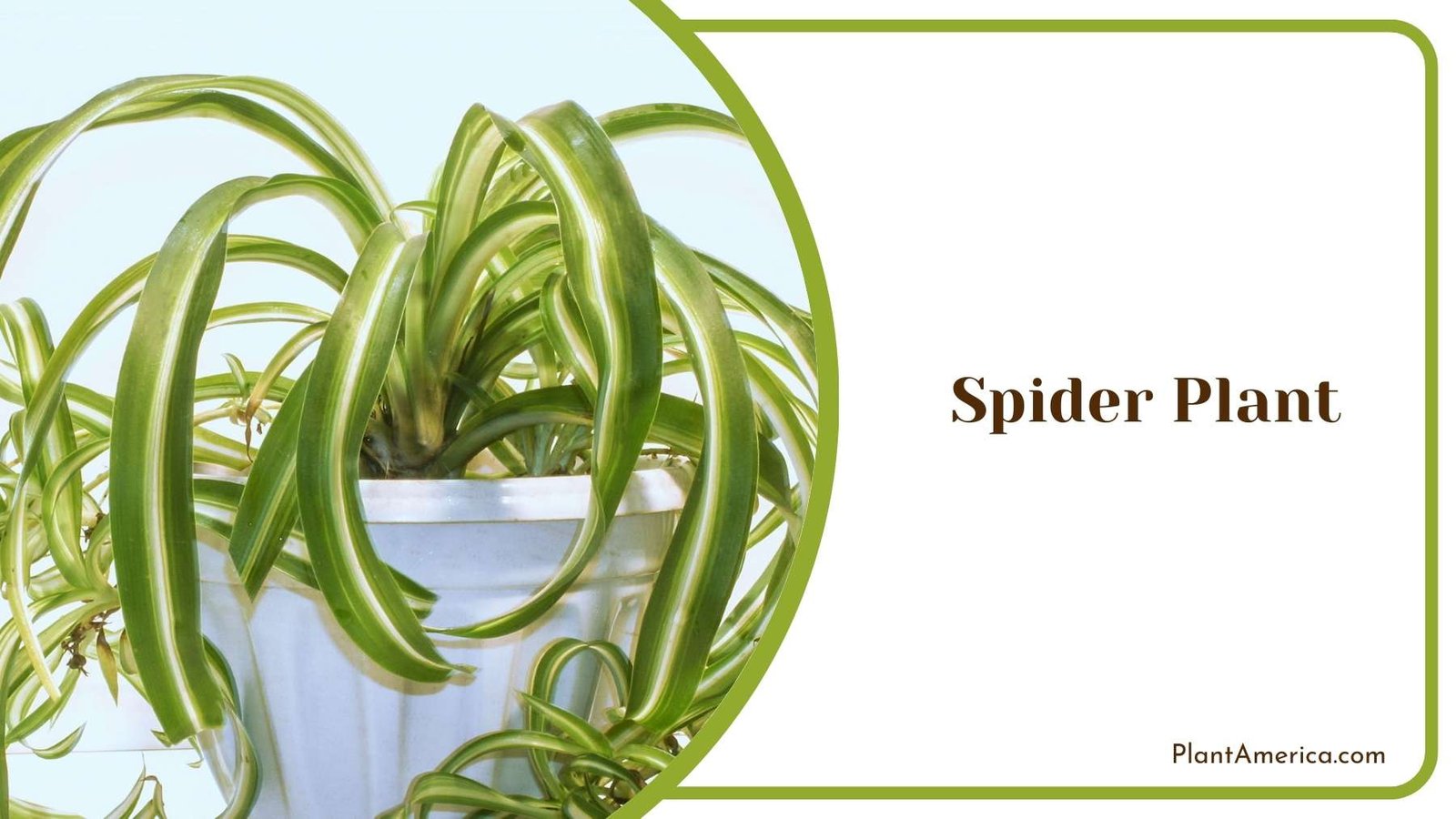 Spider Plant Plant America
