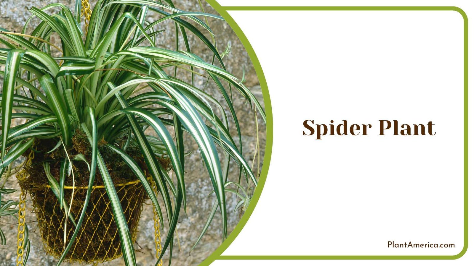 Spider Shaped Leaves Plant America