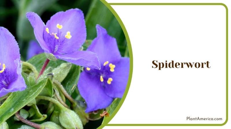 Spiderwort Flower Clusters Plant America