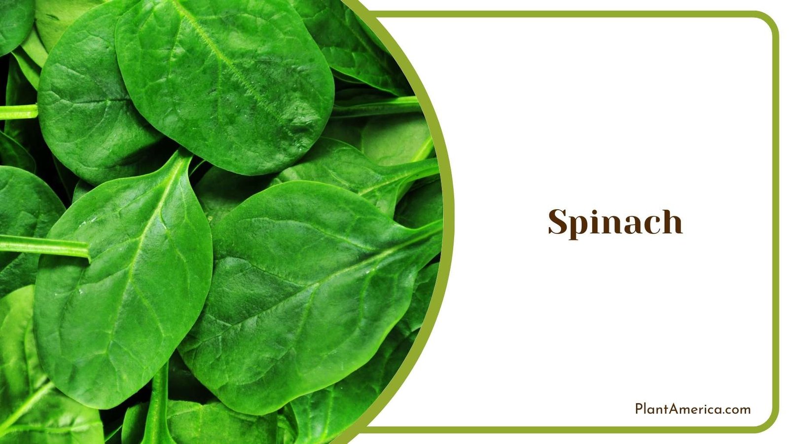 Spinach From Close Shot Plant America