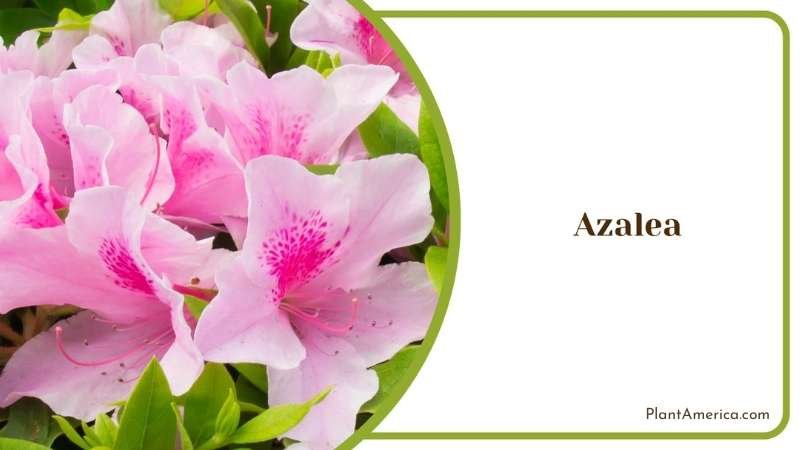 Splendid Azalea Flower Plant America