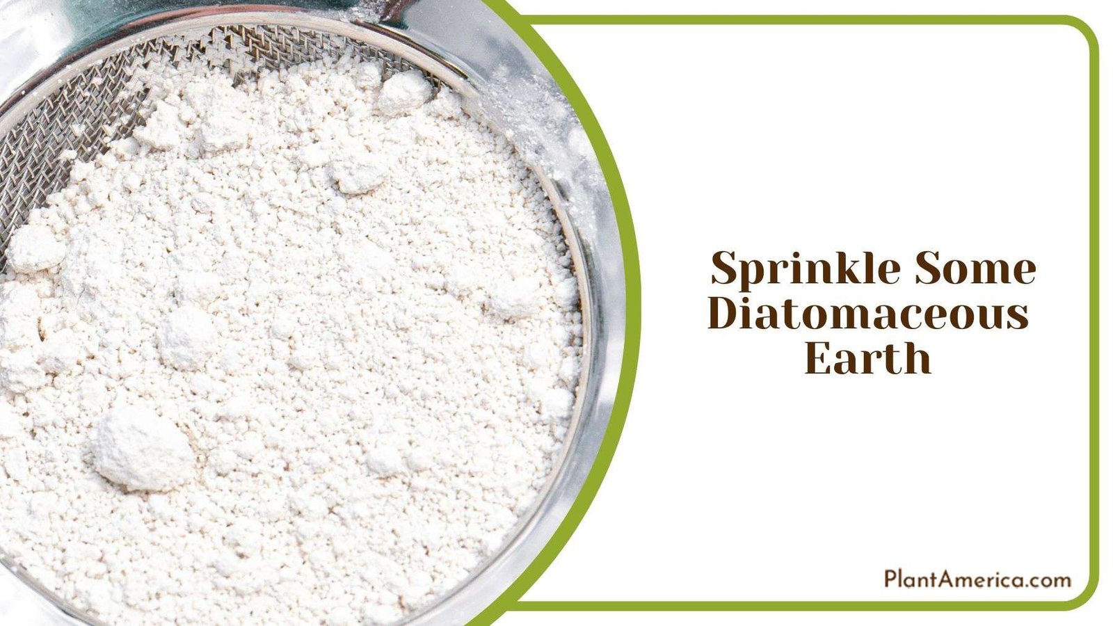 Sprinkling Some Diatomaceous Earth Plant America