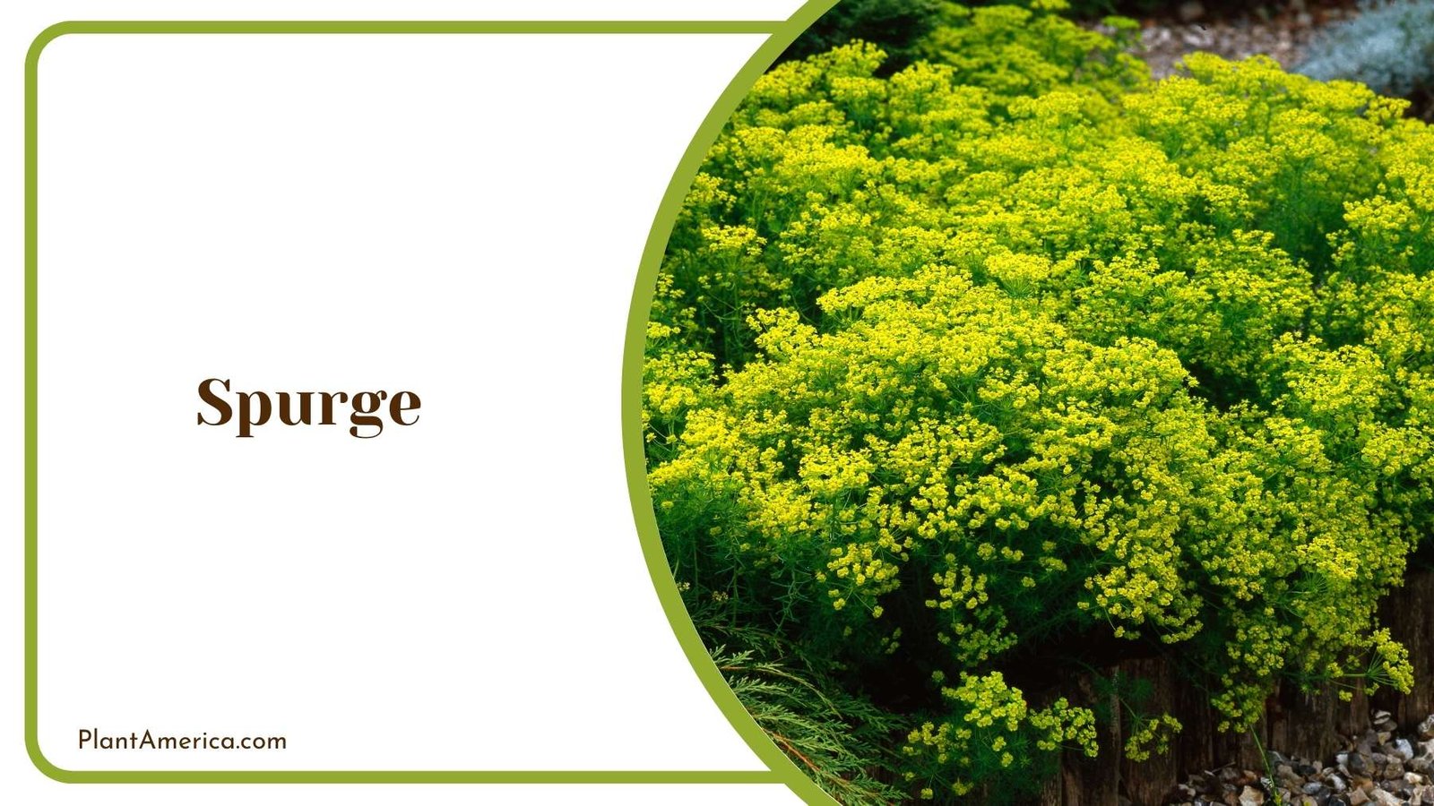 Spurge Plant Garden Plant America Spurge Plant Garden Plant America