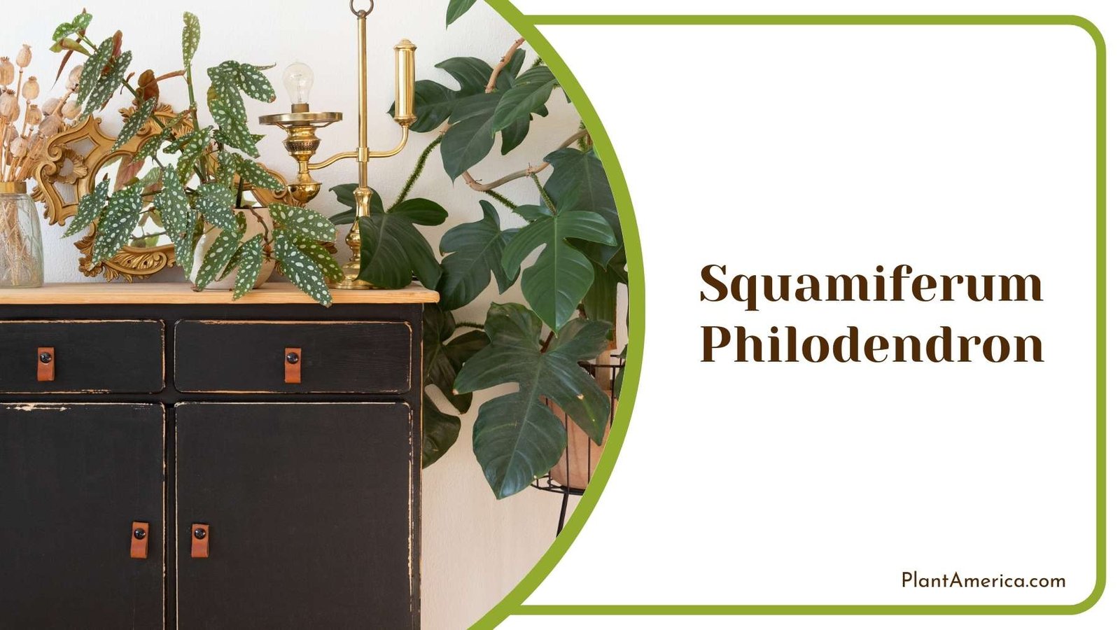 Squamiferum Philodendron Beside A Table Plant America