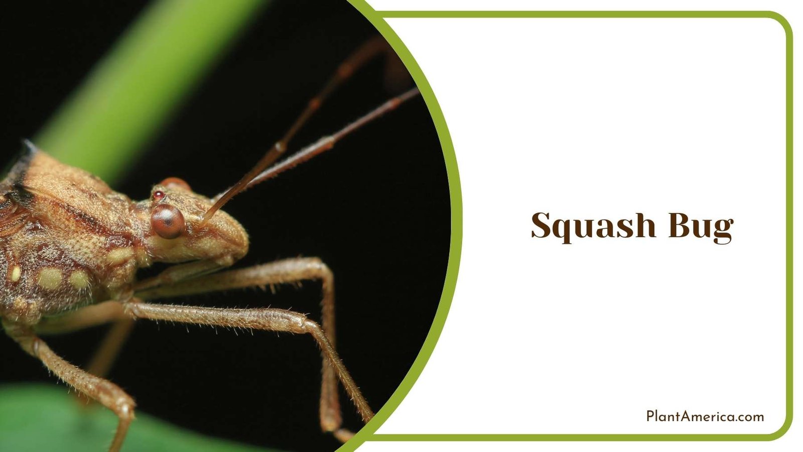 Squash Bug Garden Pest Plant America Squash Bug Garden Pest Plant America