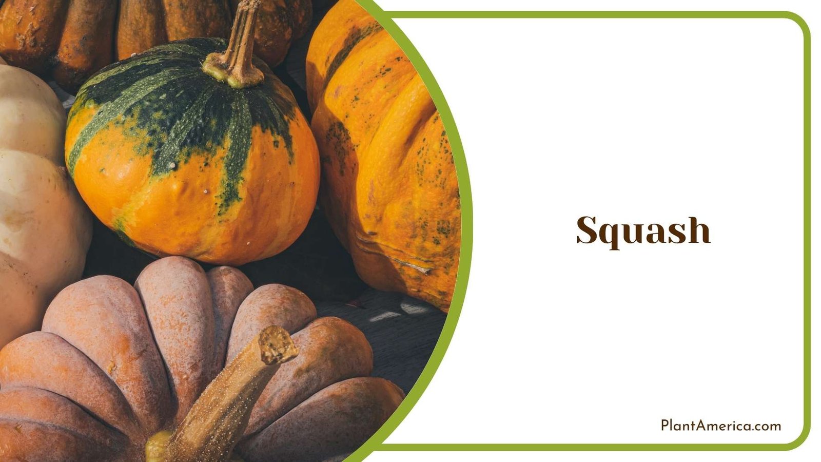 Squash Plant America