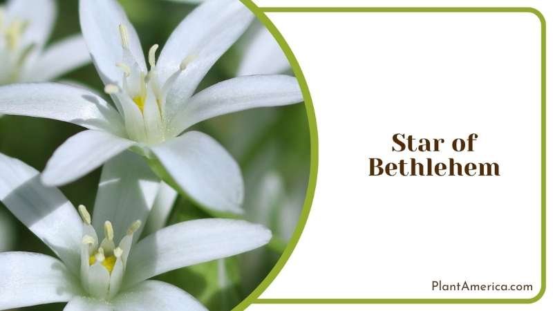 Star Of Bethlehem Flower Plant America Star Of Bethlehem Flower Plant America