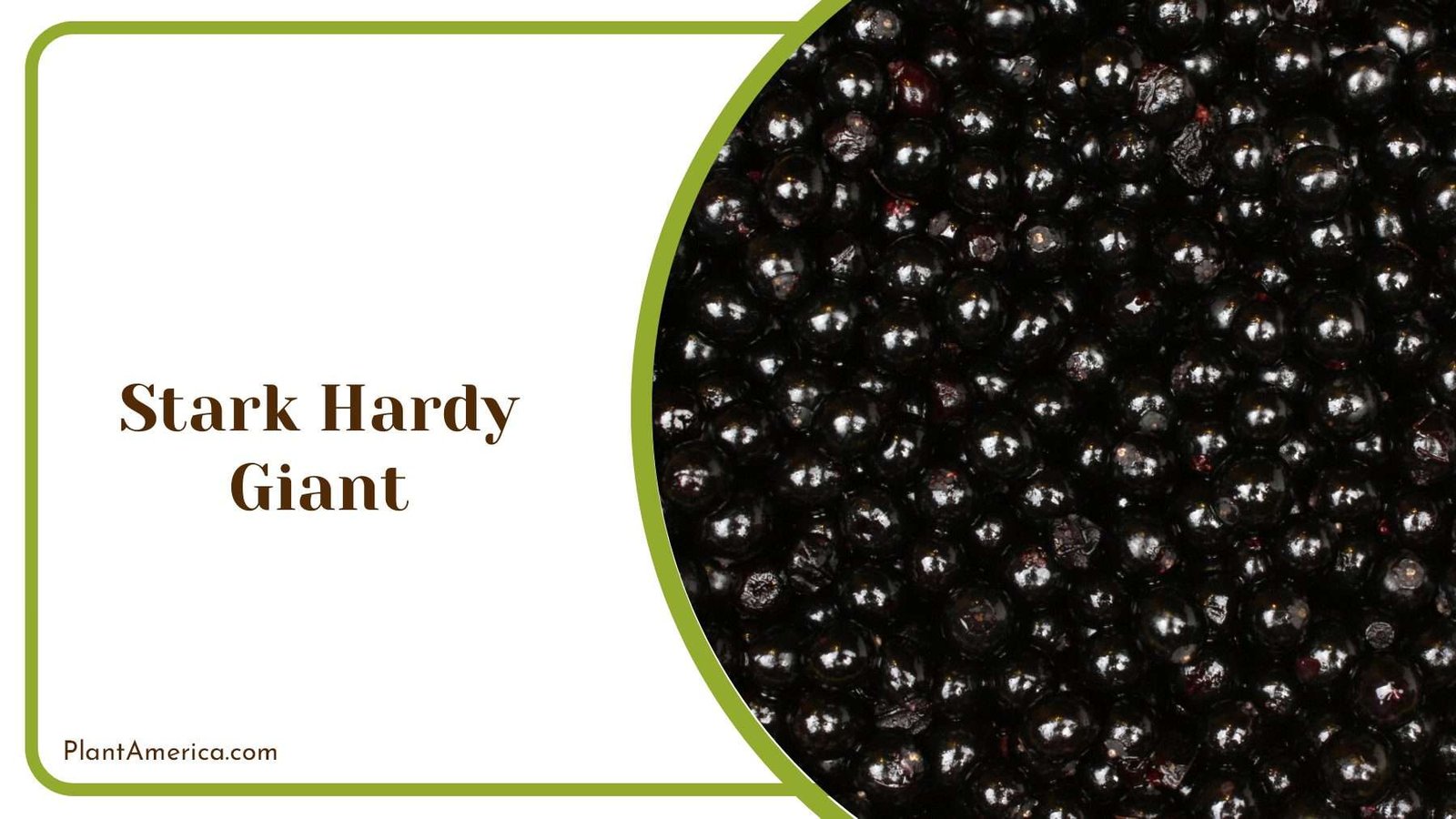 Stark Hardy Giant Plant America