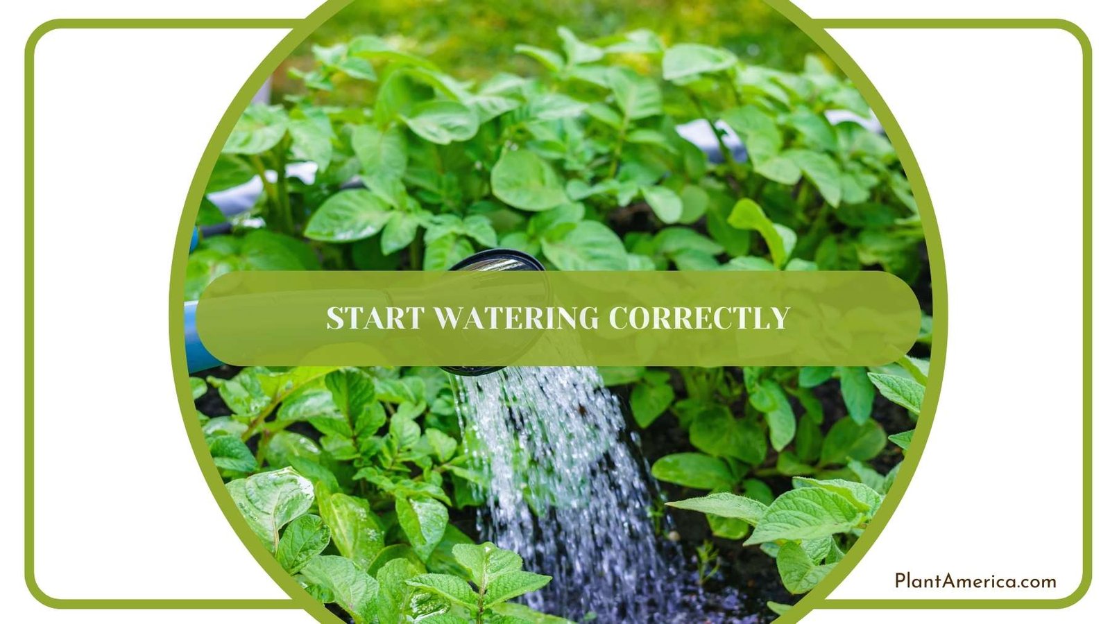 Start Watering The Plants Correctly Plant America