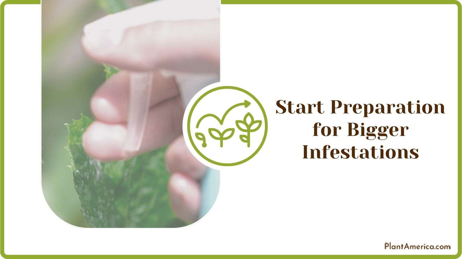 Starting Preparation for Bigger Infestations Plant America