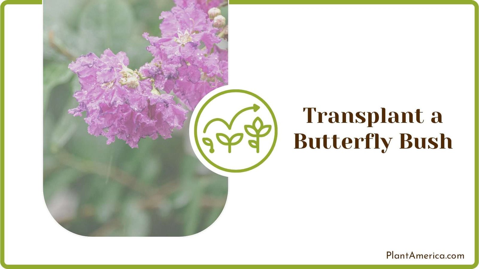 Steps of Transplantin g Bush