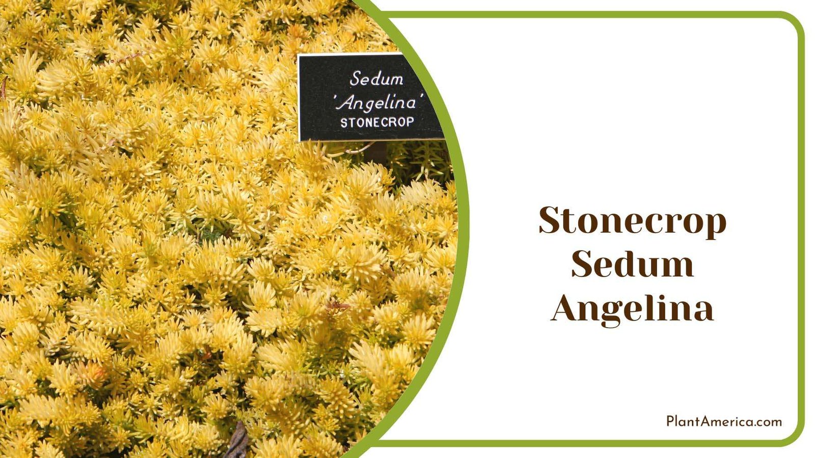 Stonecrop Sedum Angelina Plant America
