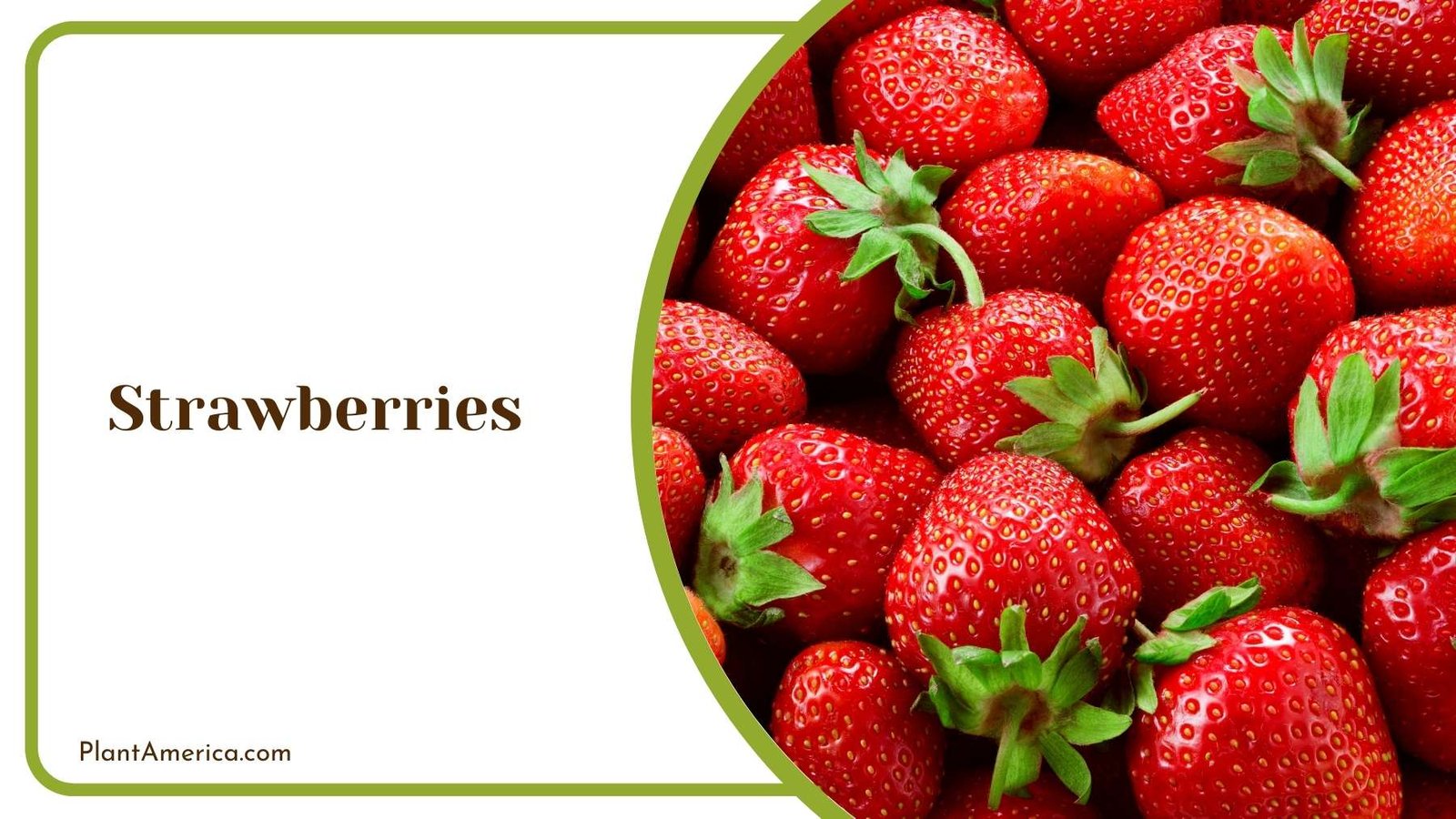Strawberries Details In a Box Plant America