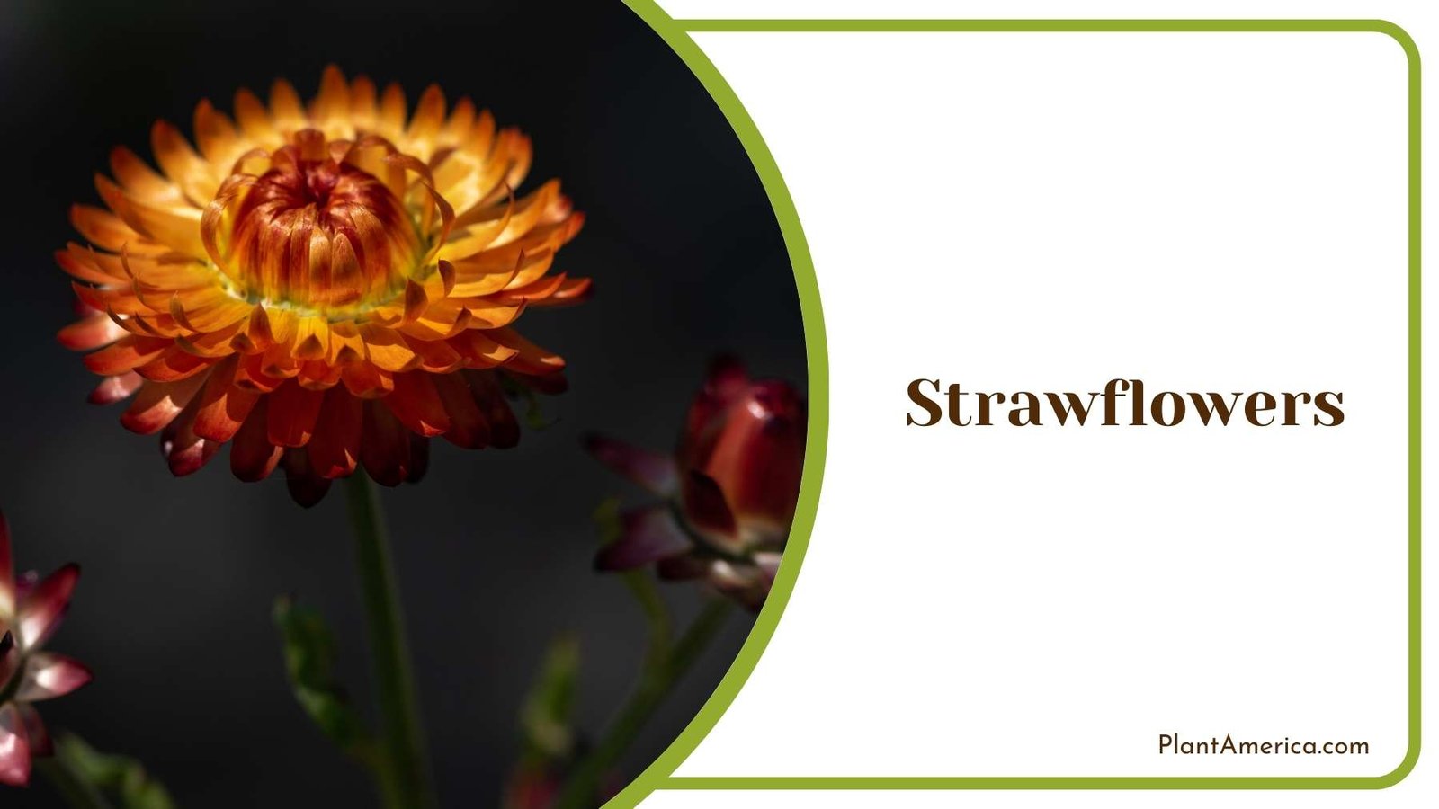 Strawflowers Flowers Plant America
