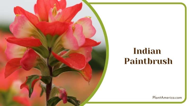 Striking Indian Paintbrush Plant America