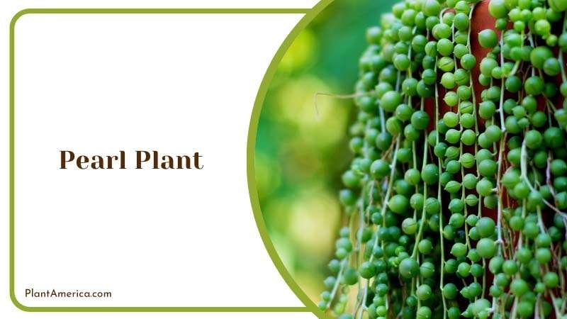 String of Pearl Succulent Plant Plant America String of Pearl Succulent Plant Plant America