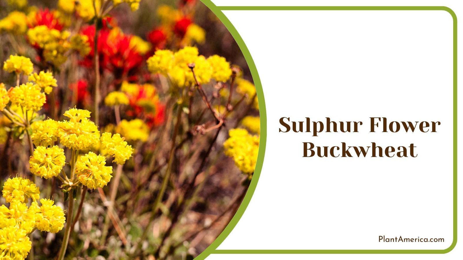 Sulphur Flower Buckwheat In Garden Plant America