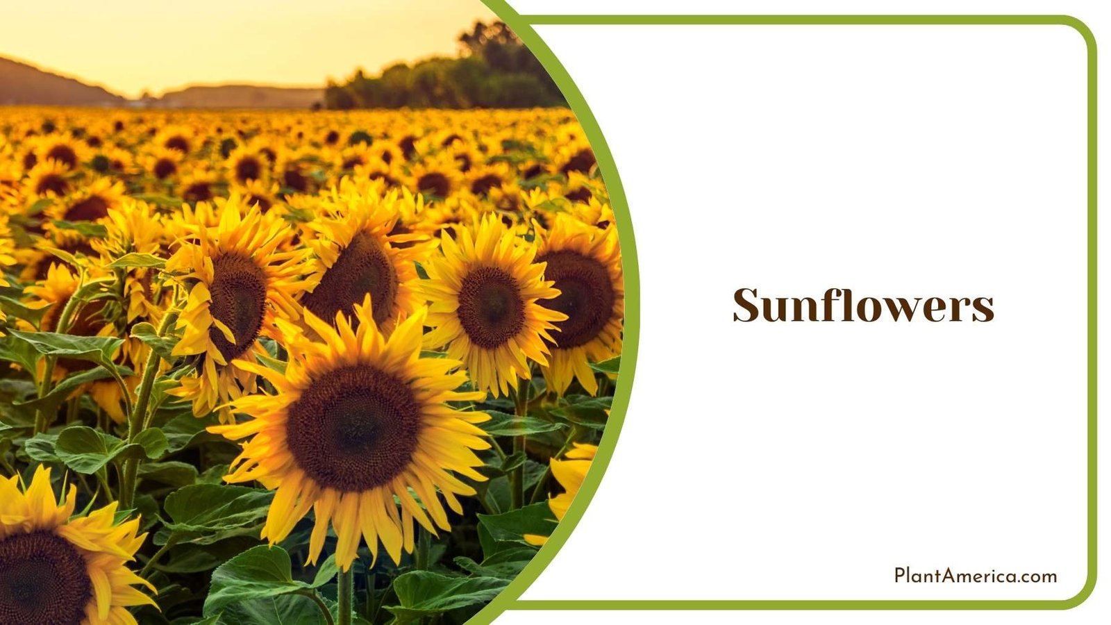 Sunflowers Farm In a Shot Plant America