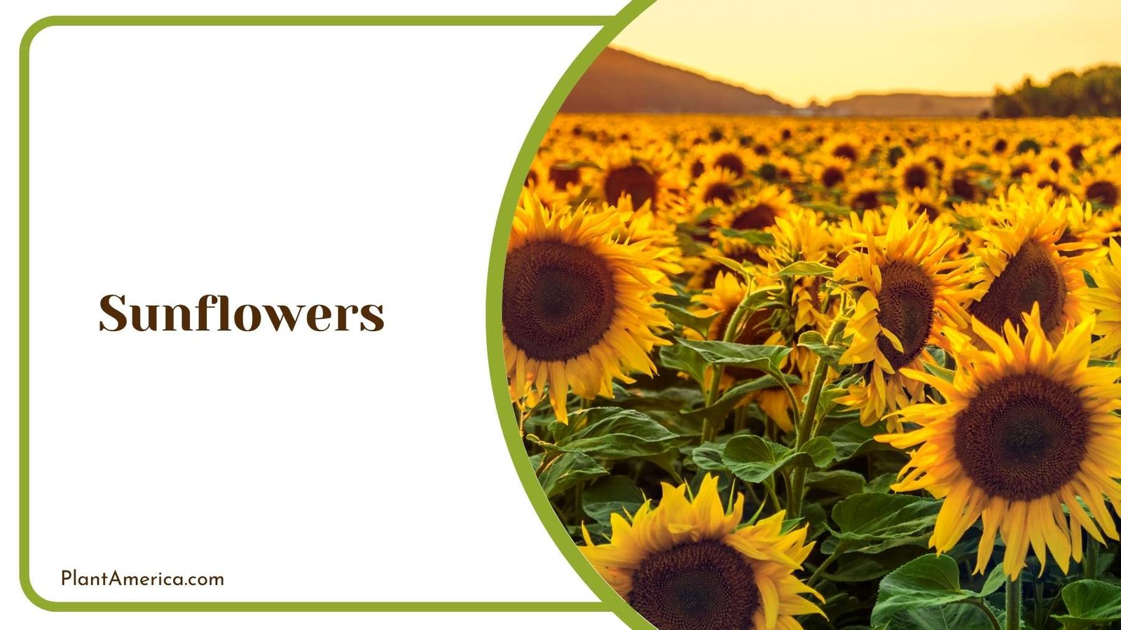 Sunflowers Farm Plant America