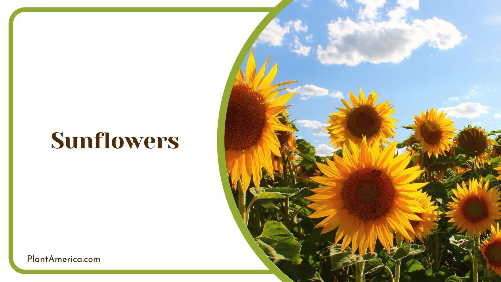 Sunflowers On Farm Plant America