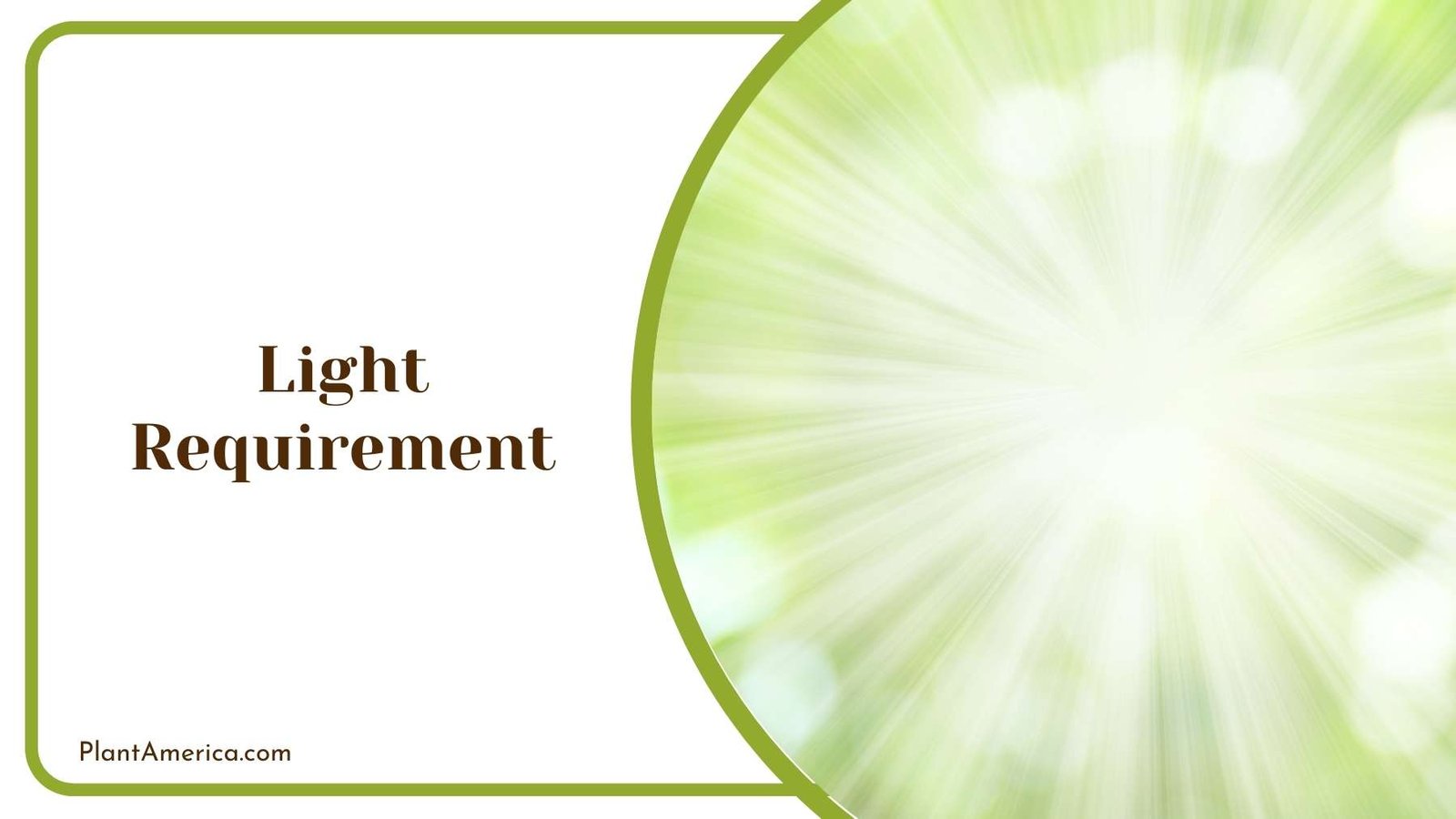Sunlight With A Semi Green Background Plant America