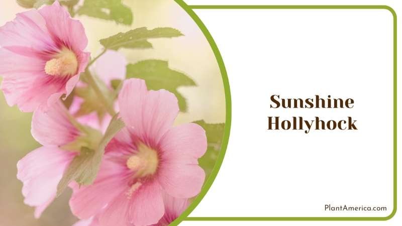 Sunshine Hollyhock Blooms Plant America
