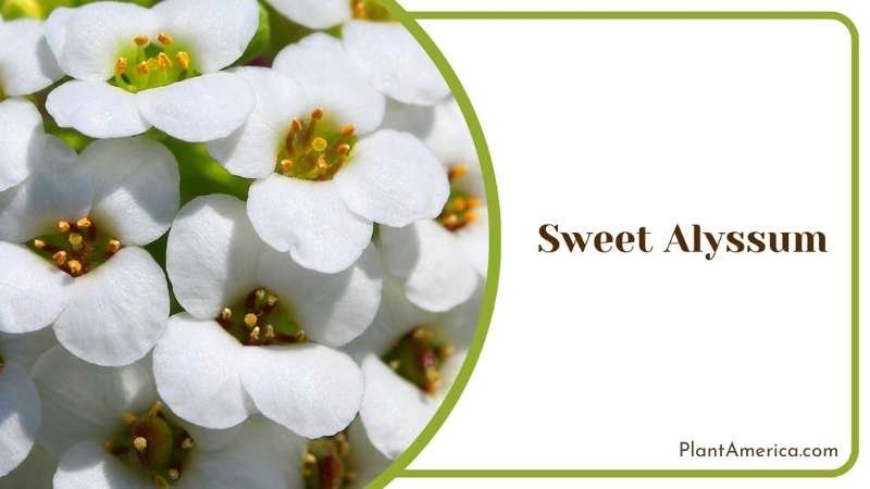Sweet Alyssum White Flowers Plant America Sweet Alyssum White Flowers Plant America