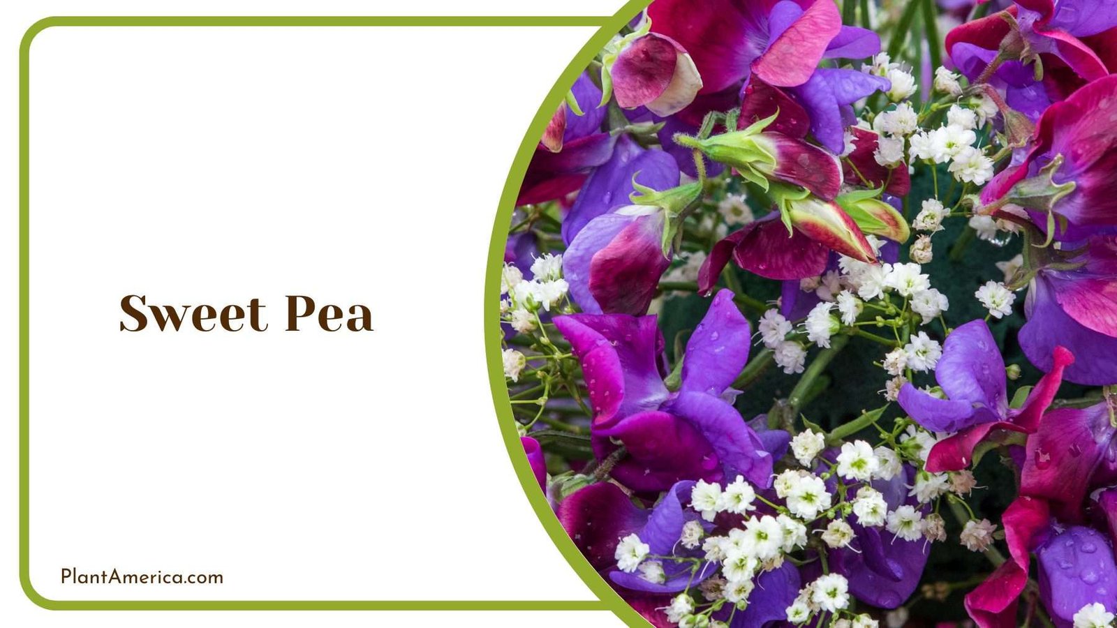 Sweet Pea Close Up Plant America