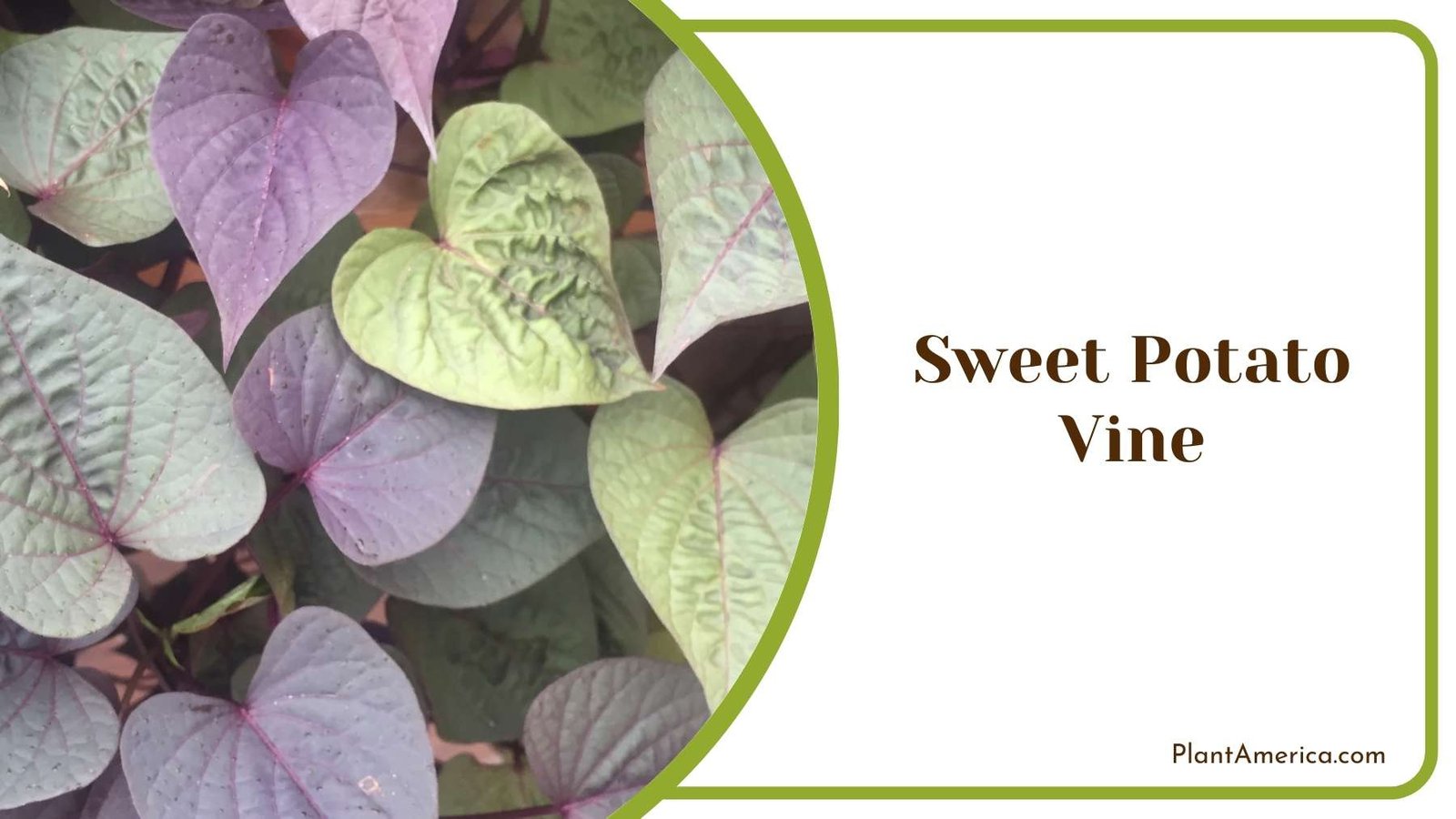 Sweet Potato Vine Leaves Plant America Sweet Potato Vine Leaves Plant America