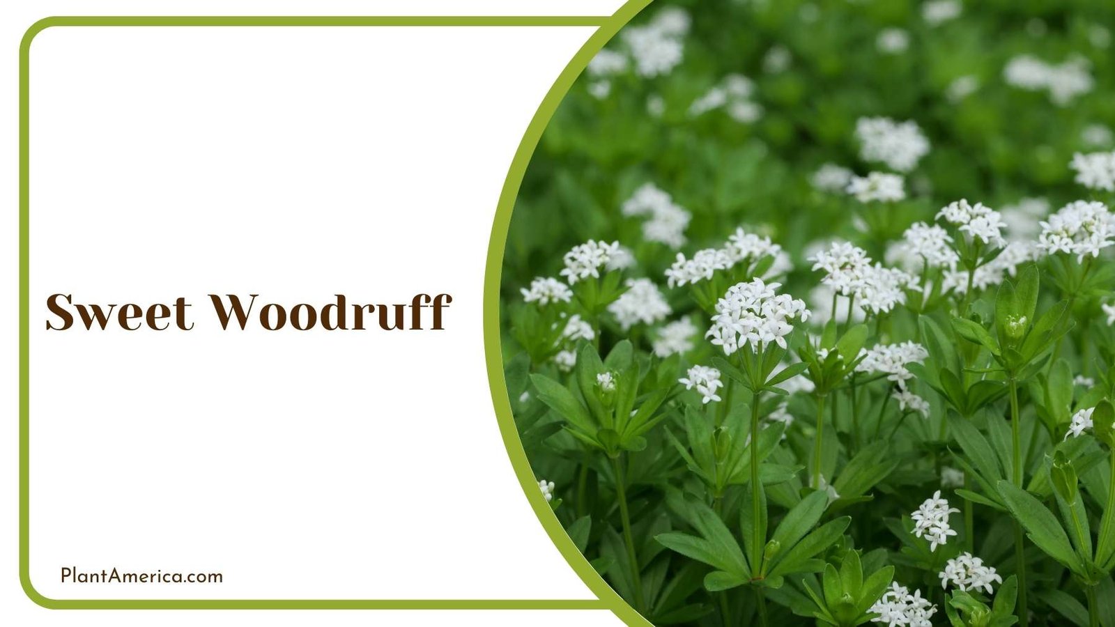 Sweet Woodruff From Closer Shot Plant America
