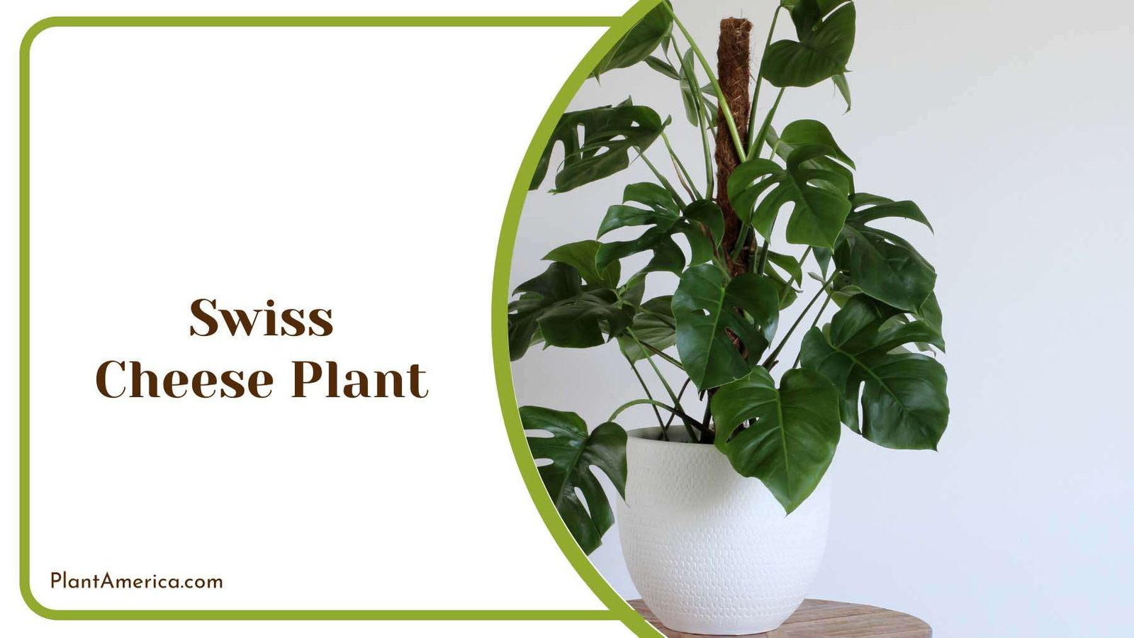 Swiss Cheese Heart Shaped Leaves Plant America