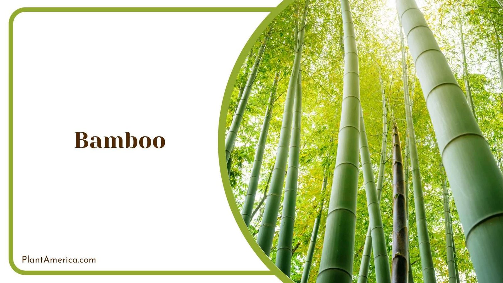 Tall Size Bamboo Plants Plant America
