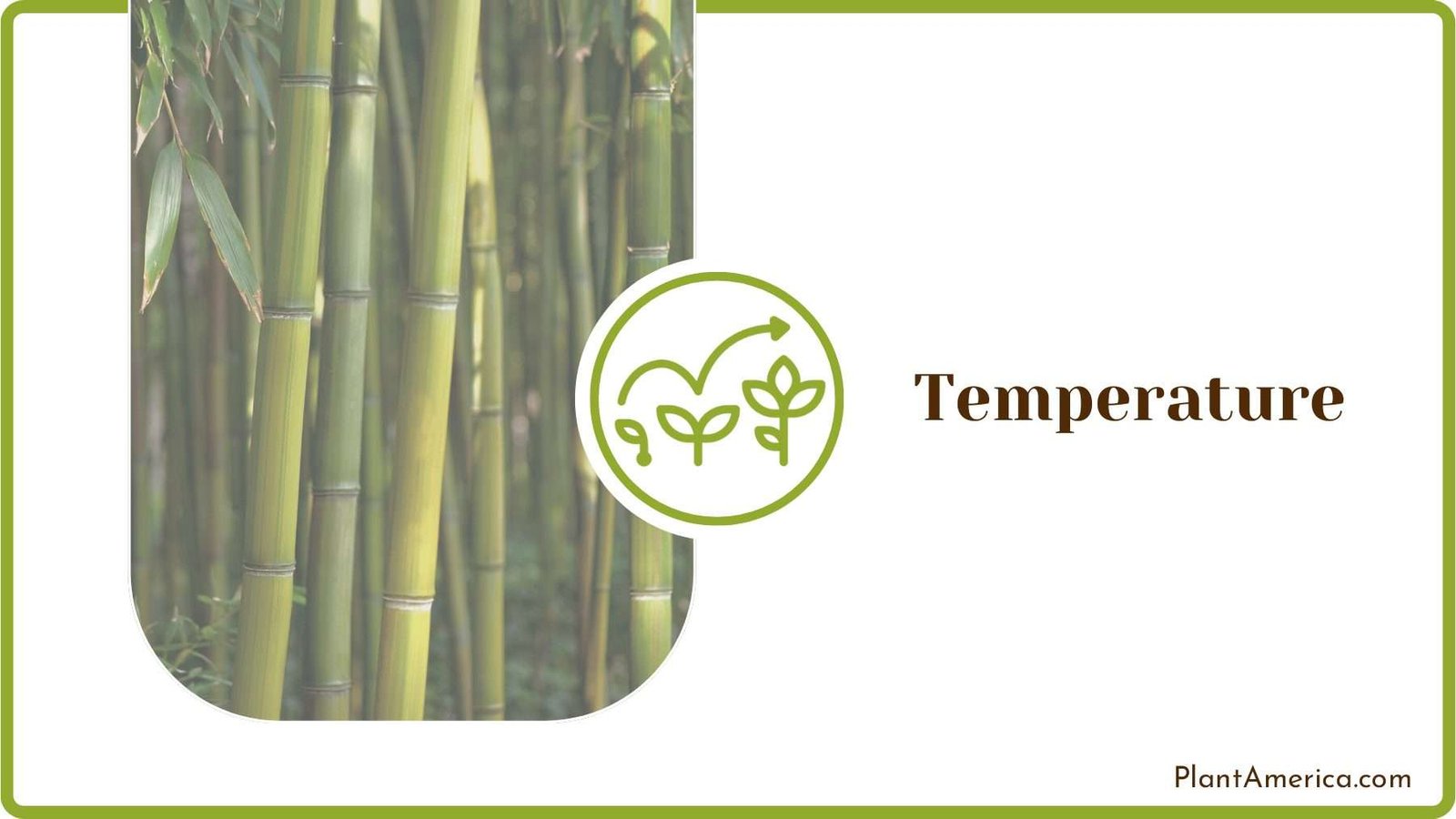 Temperature Requirements for Bamboo PlantAmerica