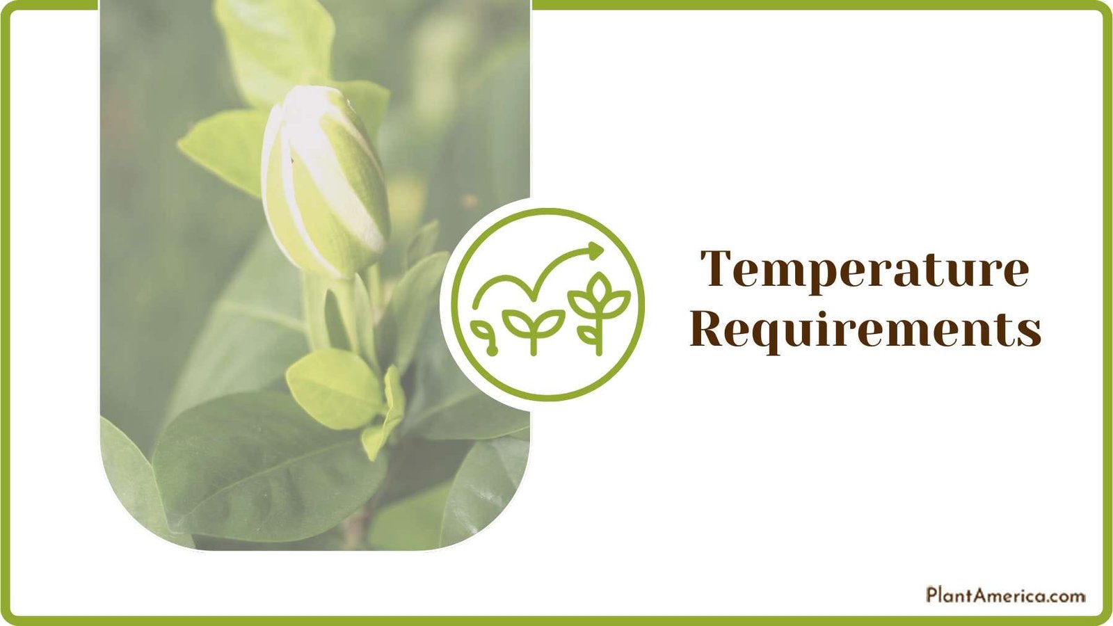 Temperature Requirements for Gardenia Plant America