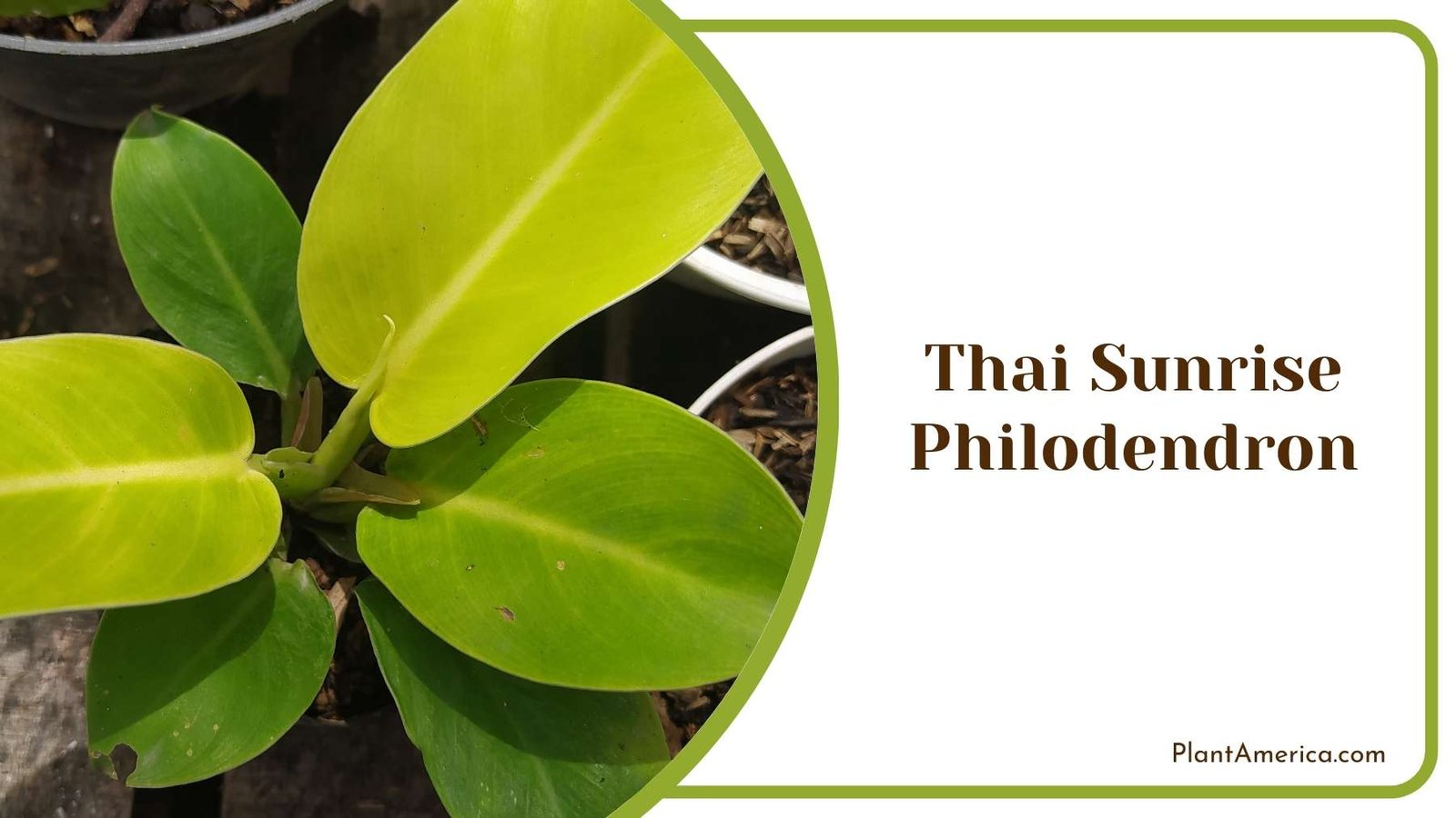 Thai Sunrise Philodendron Pretty Pot For Inside Of House Plant America
