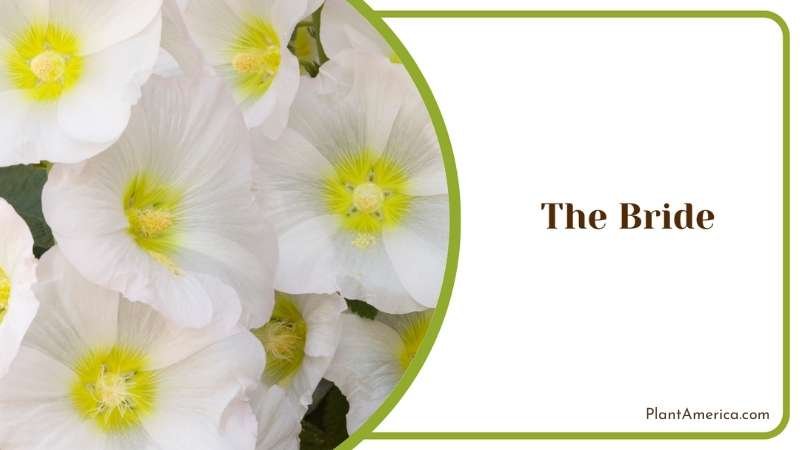 The Bride Blossoms Plant America