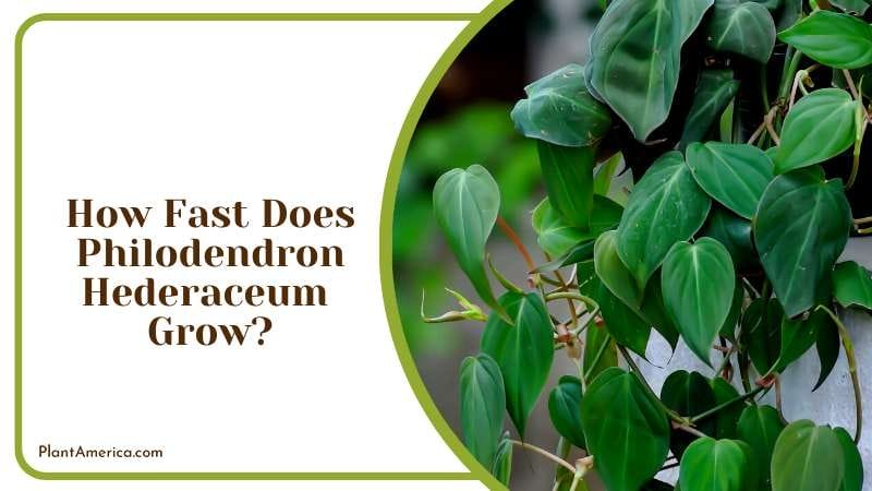 The Growth of the Plant in Garden Plant America