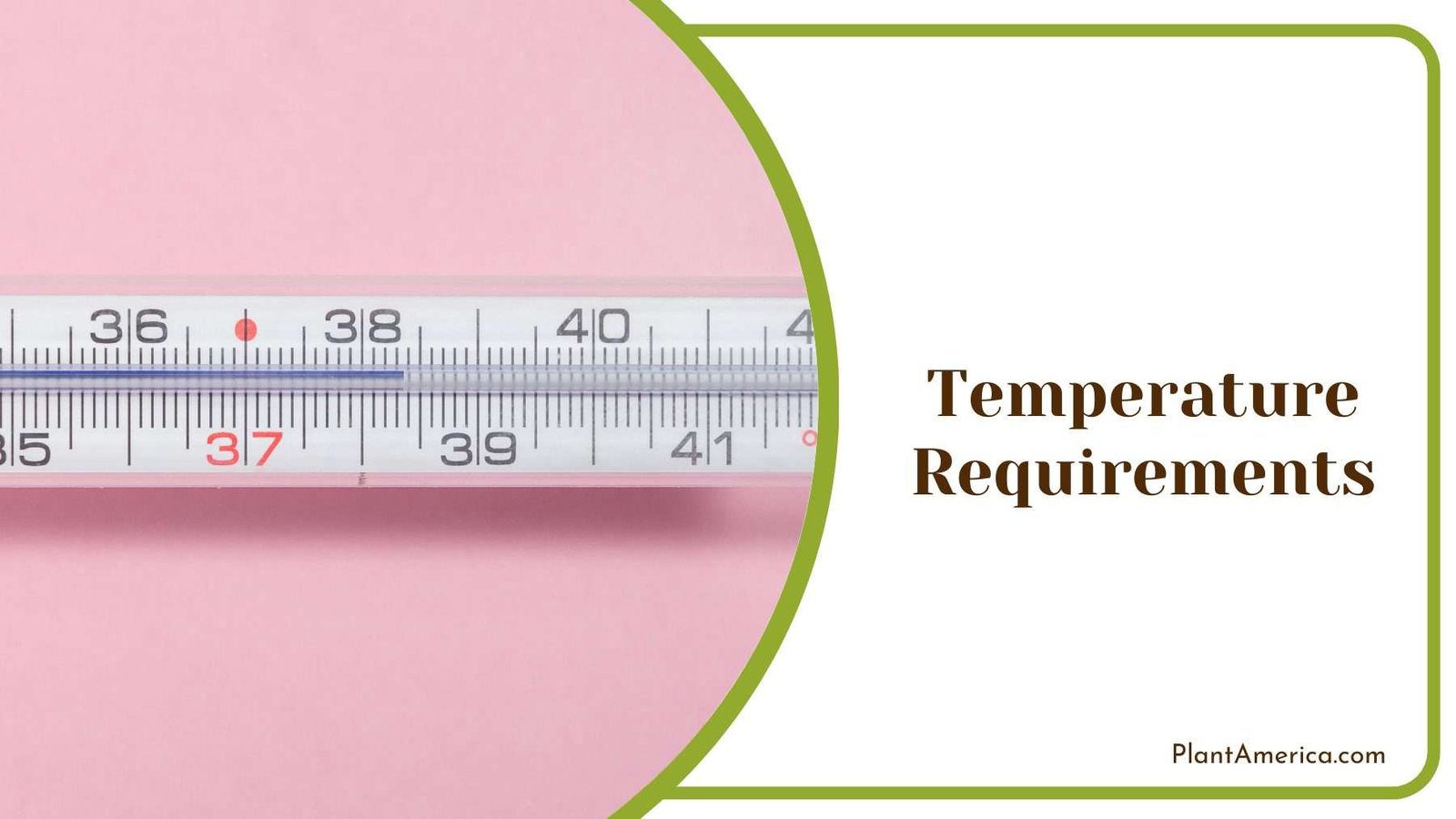 Thermometer On a Pink Wall Plant America Thermometer On a Pink Wall Plant America