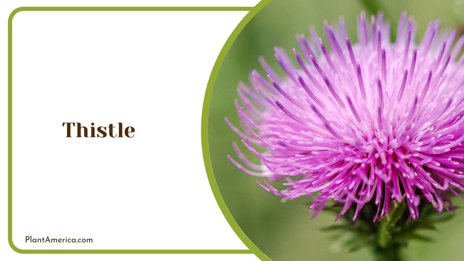 Thistle Plant Plant America