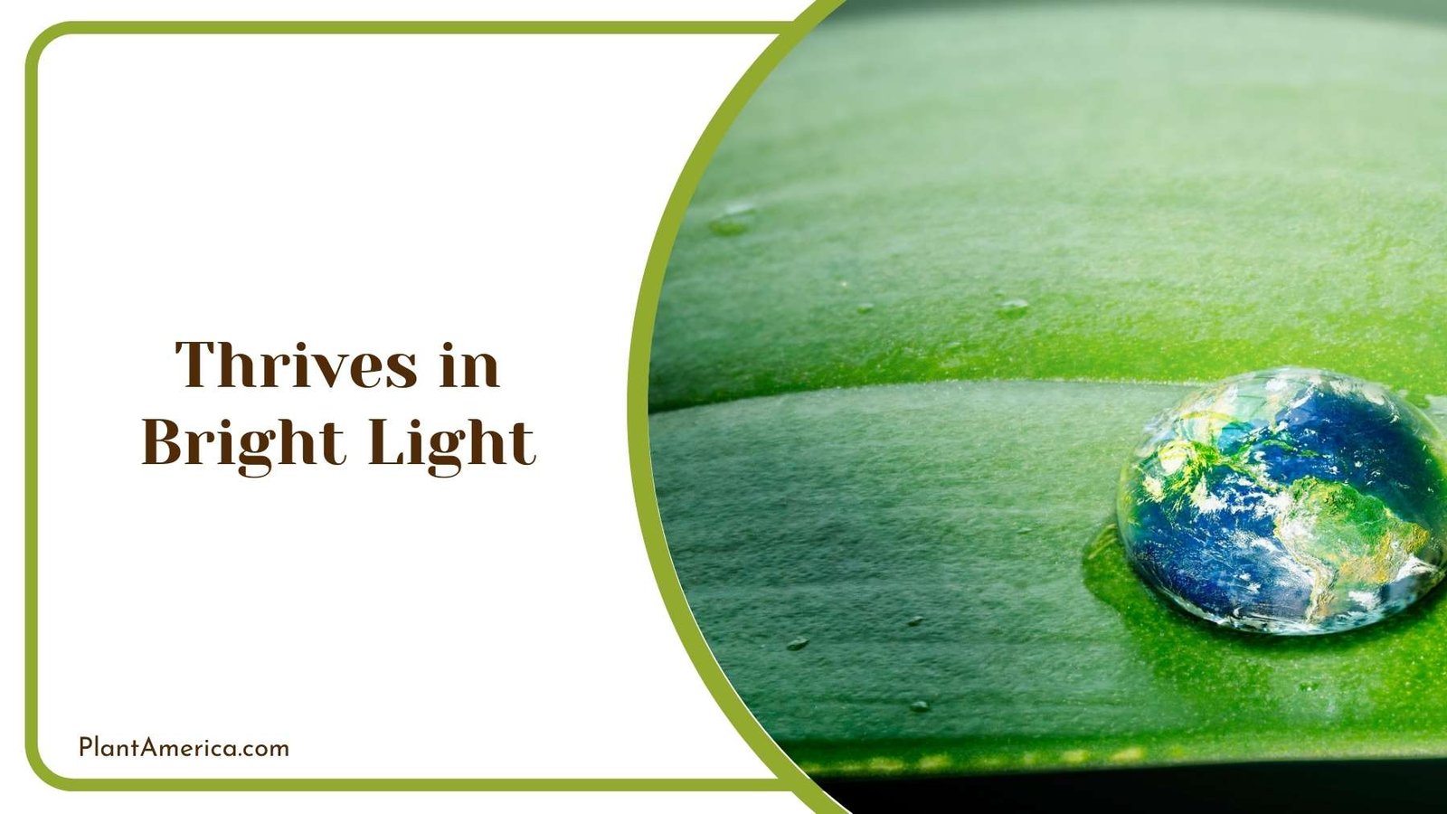 Thrives in Bright Light Plant America