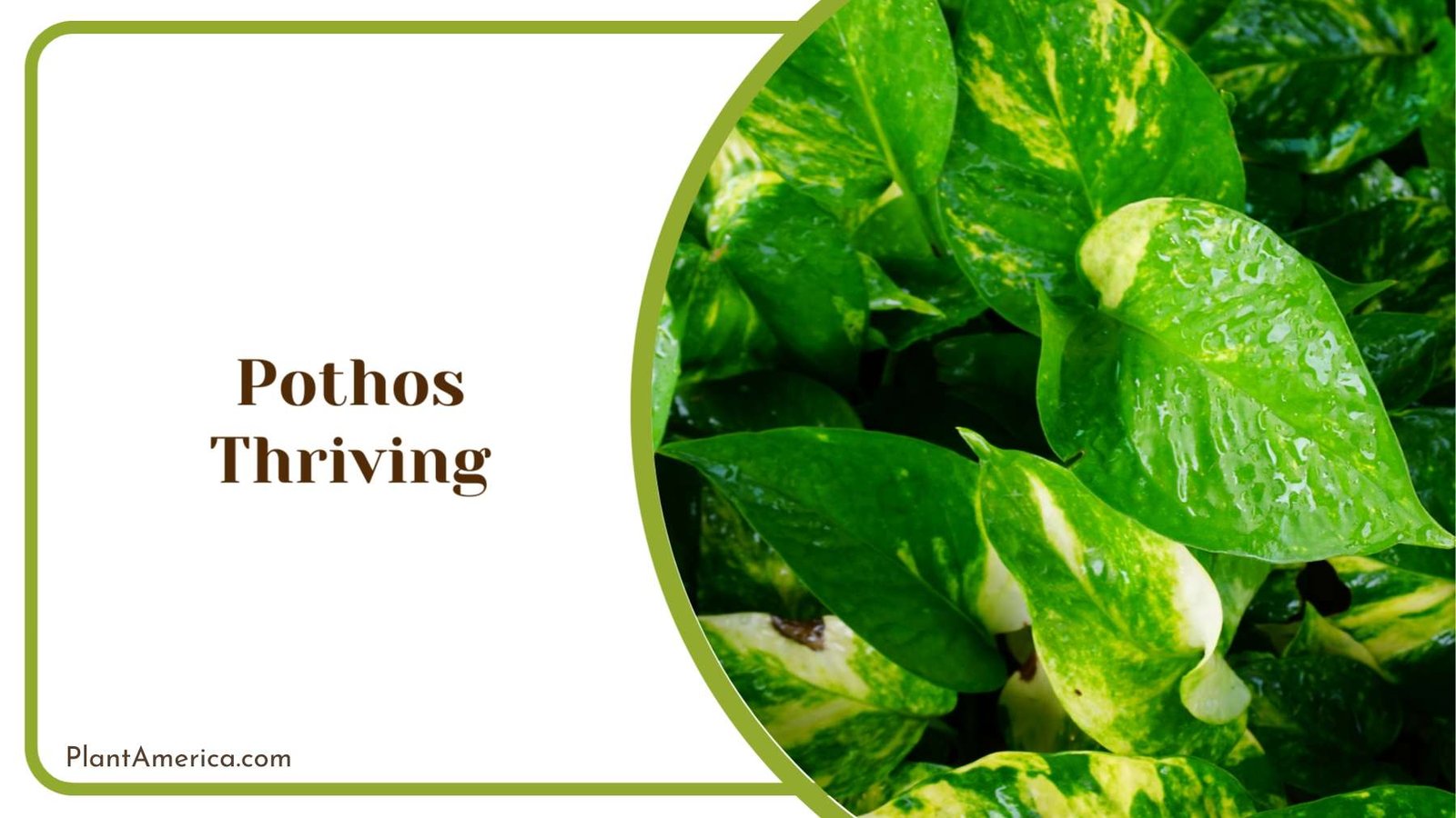 Thriving Pothos in a Pot Plant America